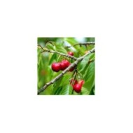 Cerisier Cherry Baby - fruits (Verdia)