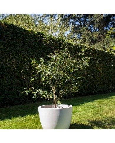 Cerisier Cherry Baby - en pot (S. Jarry / Verdia)