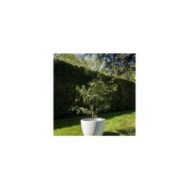 Cerisier Cherry Baby - en pot (S. Jarry / Verdia)