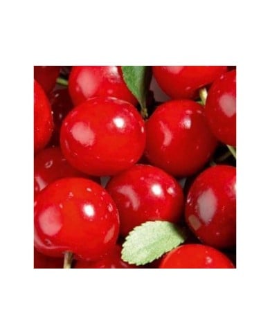 Cerisier nain 'Griotella' - fruits