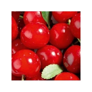 Cerisier nain 'Griotella' - fruits