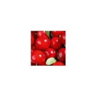 Cerisier nain 'Griotella' - fruits