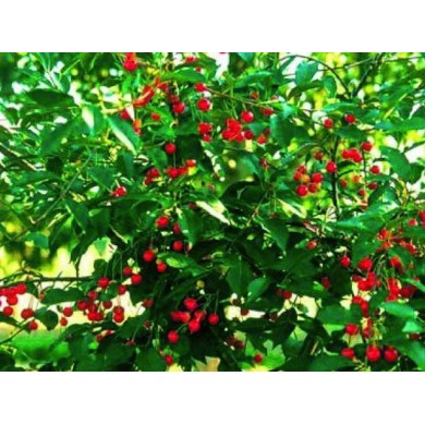 Cerisier nain 'Griotella' - arbre