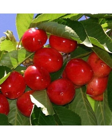 Cerisier nain 'Maynard' (cerises)