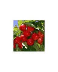 Cerisier nain 'Maynard' (cerises)