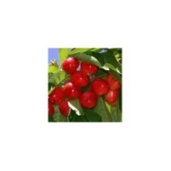 Cerisier nain 'Maynard' (cerises)