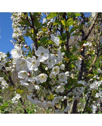 Cerisier nain 'Maynard' (floraison)