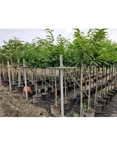 Châtaignier 'Marsol' en pépinière (pots de 15 litres)