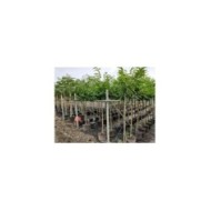 Châtaignier 'Marsol' en pépinière (pots de 15 litres)