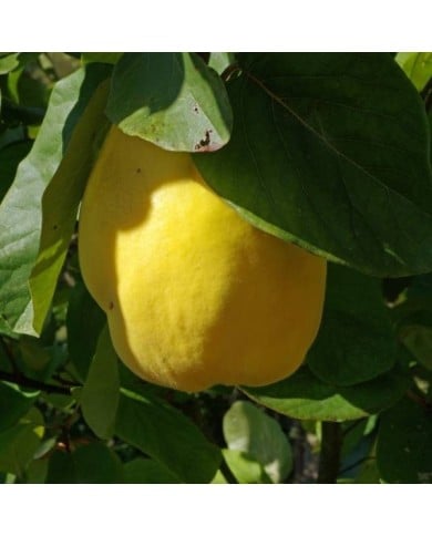 Cognassier 'Champion' (Cydonia oblongua) (Daniel Jolivet)