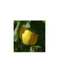 Cognassier 'Champion' (Cydonia oblongua) (Daniel Jolivet)