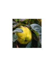 Coings - Image par Juncala de Pixabay 