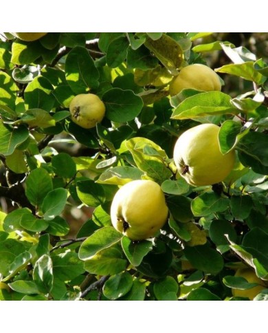 Coings dans l'arbre - Image par Hans de Pixabay 