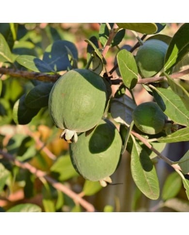 Feijoa (fruits) (elesco16 / Adobe Stock)