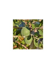 Feijoa (fruits) (elesco16 / Adobe Stock)