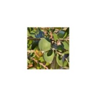 Feijoa (fruits) (elesco16 / Adobe Stock)