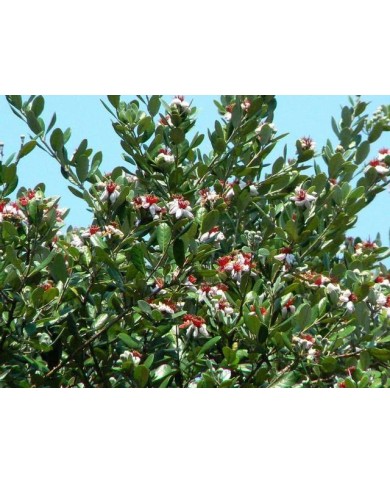 Feijoa (buisson)