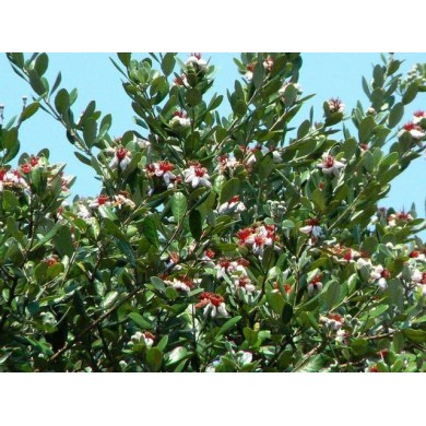 Feijoa (buisson)