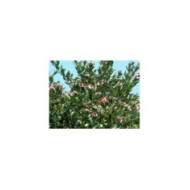 Feijoa (buisson)