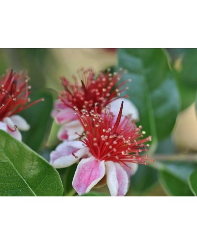Feijoa (fleurs)