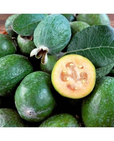 Acca sellowiana Gemini - Feijoa (Real Moment / Adobe Stock)