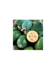 Acca sellowiana Gemini - Feijoa (Real Moment / Adobe Stock)