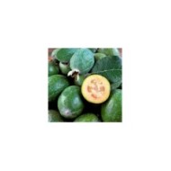 Acca sellowiana Gemini - Feijoa (Real Moment / Adobe Stock)