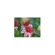 Feijoa (fleurs)