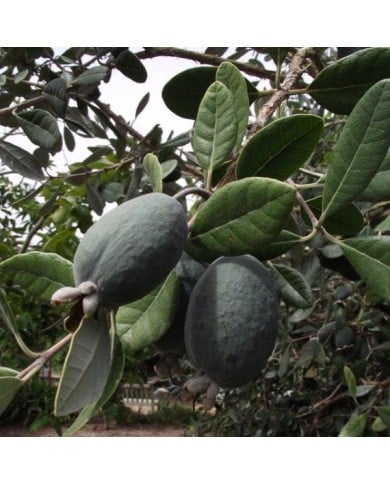 Acca sellowiana Triumph - Feijoa (Tortie tude / wikimedia.org)