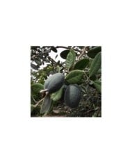Acca sellowiana Triumph - Feijoa (Tortie tude / wikimedia.org)