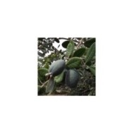 Acca sellowiana Triumph - Feijoa (Tortie tude / wikimedia.org)