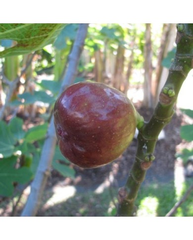 Figue Brown Turkey - fruit (Forest and Kim Starr / Wikimedia)