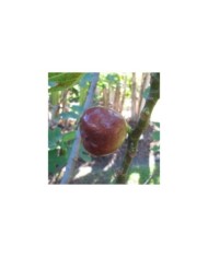 Figue Brown Turkey - fruit (Forest and Kim Starr / Wikimedia)