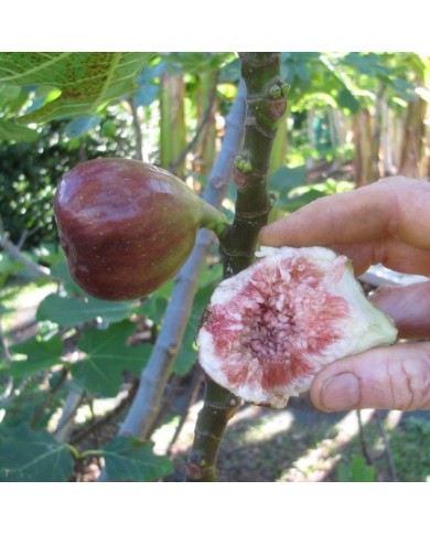Figue Brown Turkey - fruit ouvert (Forest and Kim Starr / Wikimedia)