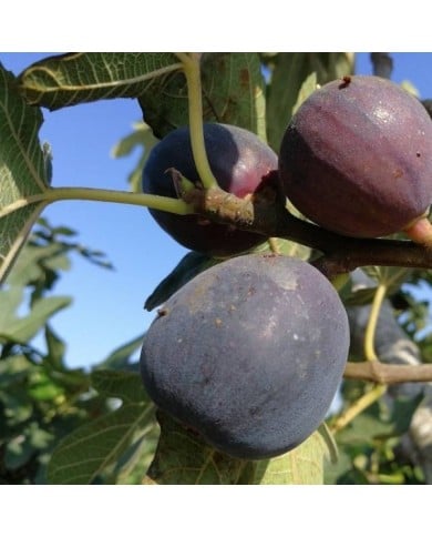 Figues 'Napolitaine' noir