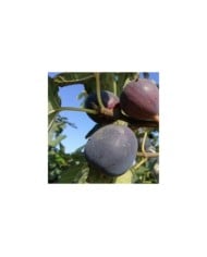 Figues 'Napolitaine' noir