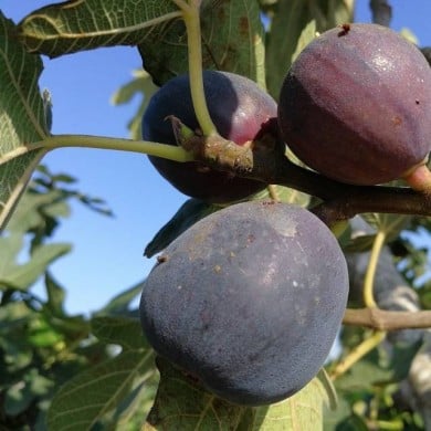 Figues 'Napolitaine' noir
