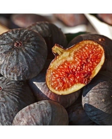 Figuier 'Violette de Solliès' - Ficus carica (INRA DIST / Wikimedia)