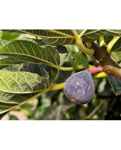 Figuier 'Violette de Solliès'