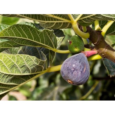 Figuier 'Violette de Solliès'