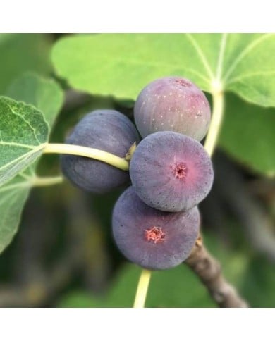 Figuier Figality - fruits sur l'arbre (VERDIA)