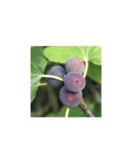 Figuier Figality - fruits sur l'arbre (VERDIA)
