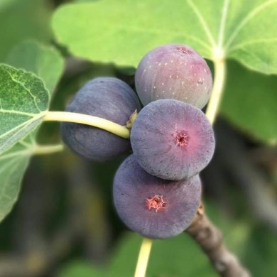 Figuier Figality - fruits sur l'arbre (VERDIA)
