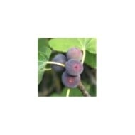 Figuier Figality - fruits sur l'arbre (VERDIA)