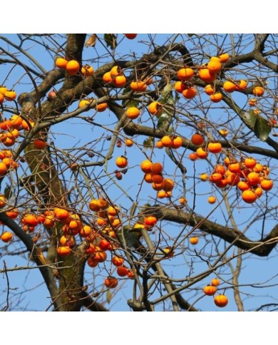 Plaqueminier en hiver