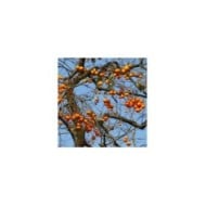 Plaqueminier en hiver