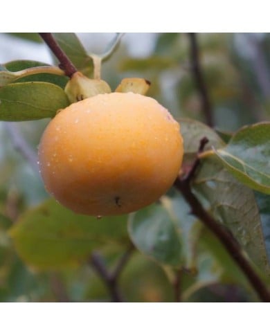 Kaki pomme Fuyu - naturepost de Pixabay 