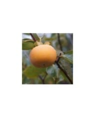 Kaki pomme Fuyu - naturepost de Pixabay 