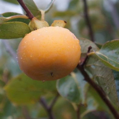 Kaki pomme Fuyu - naturepost de Pixabay 