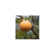 Kaki pomme Fuyu - naturepost de Pixabay 